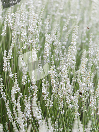 Image of White lavender flowers