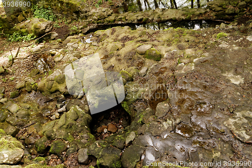 Image of Brooks in the forest