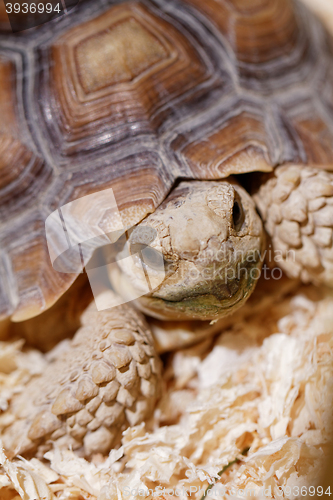 Image of African Spurred Tortoise