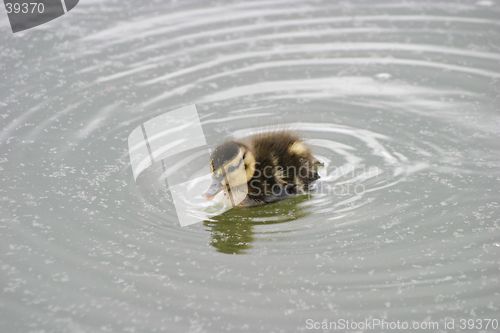 Image of Duckling