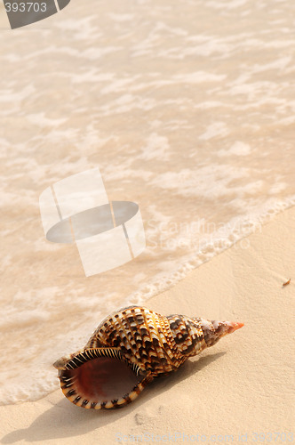 Image of Seashell and ocean wave