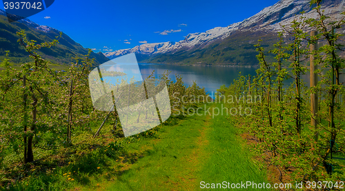 Image of Hardangerfjord in Norway