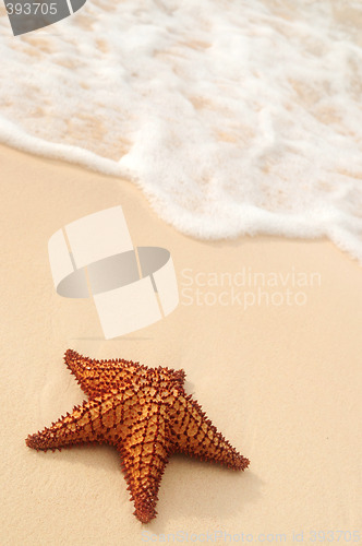 Image of Starfish and ocean wave