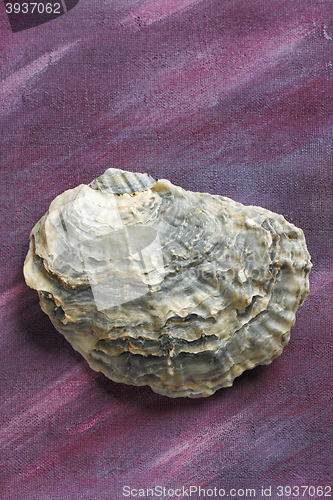 Image of Oyster shell over painted textile background