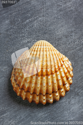 Image of Rough cockle sea shell over painted textile background