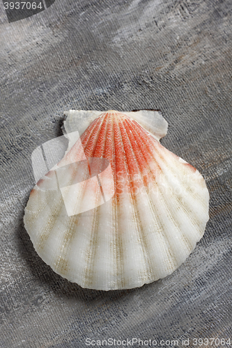 Image of Jacobs mussel shell over painted textile background