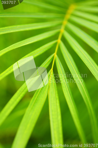 Image of Palm tree leaves