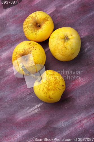 Image of Four yellow organic apples from semi-wild cultivation