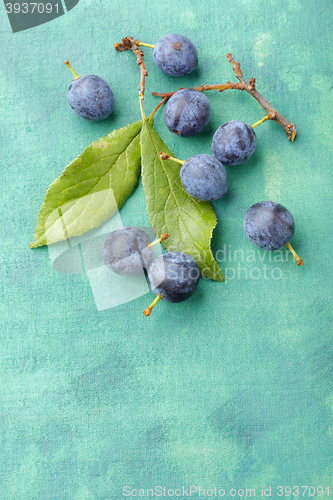 Image of Blackthorn fruits over painted textile background