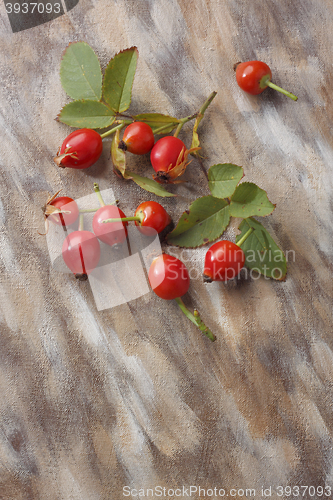 Image of Wild rose fruits over painted textile background