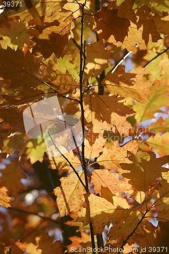 Image of Autumn