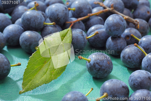 Image of Blackthorn fruits