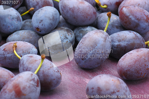 Image of Damson plum (damascene) fruits