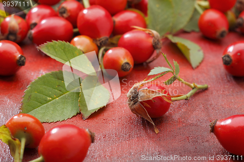 Image of Wild rose fruits