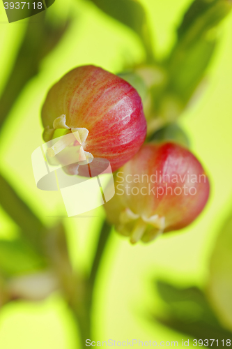 Image of Bilberry (Vaccinium myrtillus) flowers