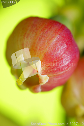 Image of Bilberry (Vaccinium myrtillus) flower