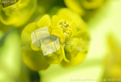 Image of Cypress spurge (Euphorbia cyparissias) inflorescence