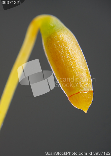 Image of Immature moss sporangium close-up