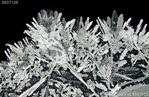 Image of Microscopic view of potassium nitrate crystals in polarized ligh