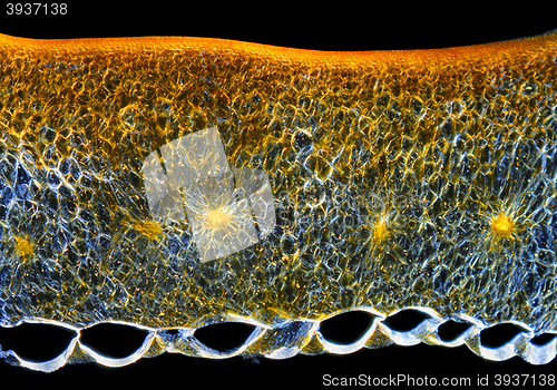 Image of Chili pepper (Capsicum annuum) fruit pericarp cross-section