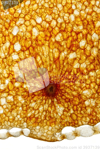 Image of Chili pepper (Capsicum annuum) fruit pericarp cross-section