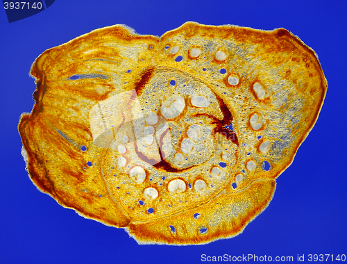 Image of Scots pine (Pinus sylvestris) cone cross-section