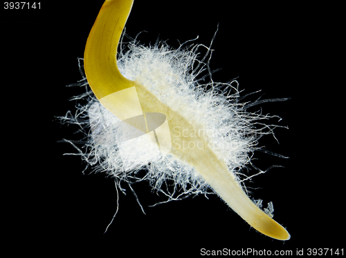 Image of Chili pepper (Capsicum annuum) seedling root hair