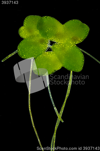 Image of Common duckweed (Lemna minor)