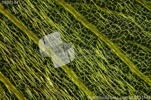 Image of Wild strawberry (Fragaria vesca) leaf