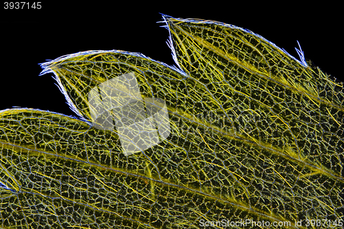 Image of Wild strawberry (Fragaria vesca) leaf edge