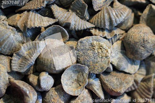 Image of shell fosils texture