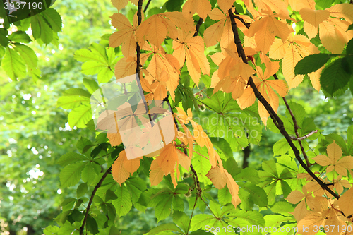 Image of color chestnuts leaves