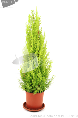 Image of white cedar tree isolated