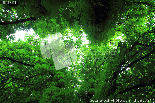 Image of color chestnuts leaves