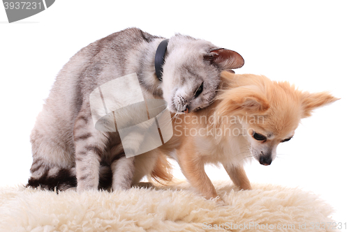 Image of cat and chihuahua are resting