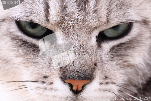 Image of grey cat face