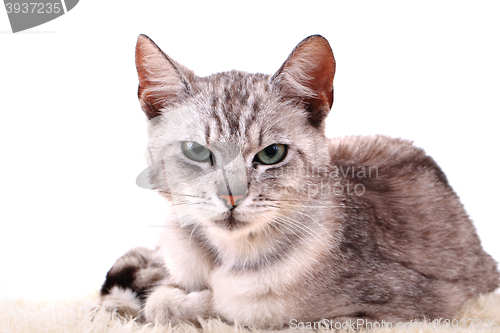 Image of gray cat isolated