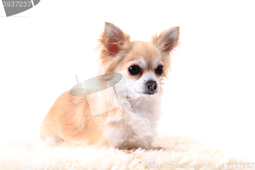 Image of chihuahua is resting 