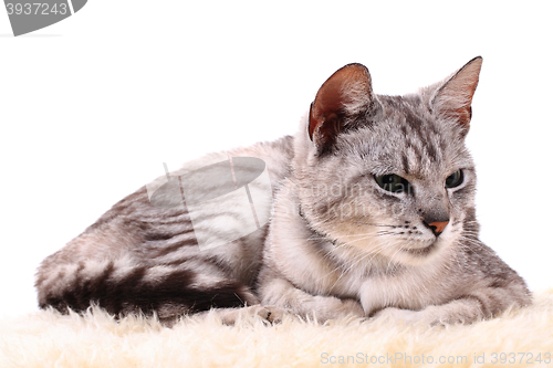 Image of gray cat isolated