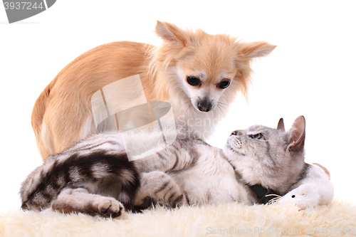 Image of cat and chihuahua are resting