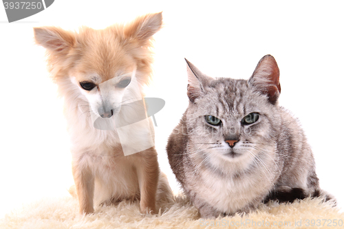 Image of cat and chihuahua are resting