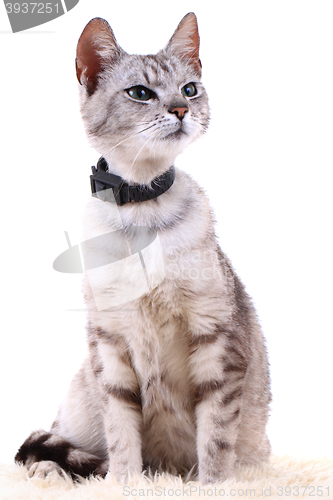 Image of gray cat isolated