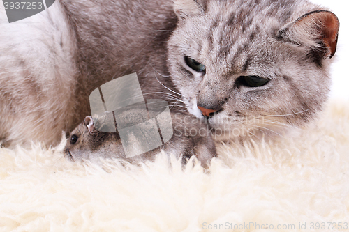 Image of cat and mouse