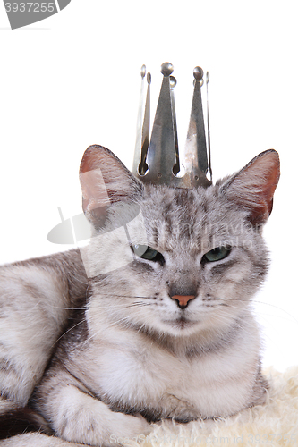 Image of gray cat as princess isolated