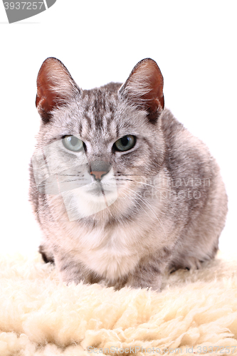 Image of gray cat isolated