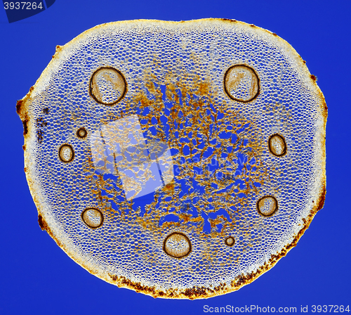 Image of Male fern (Dryopteris filix-mas) frond stem cross section