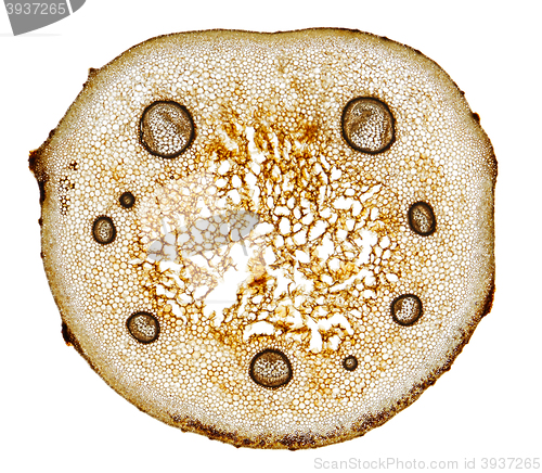 Image of Male fern (Dryopteris filix-mas) frond stem cross section