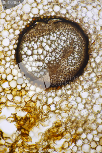 Image of Male fern (Dryopteris filix-mas) vascular bundle