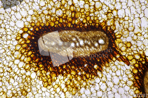 Image of Eagle fern (Pteridium aquilinum) vascular bundle