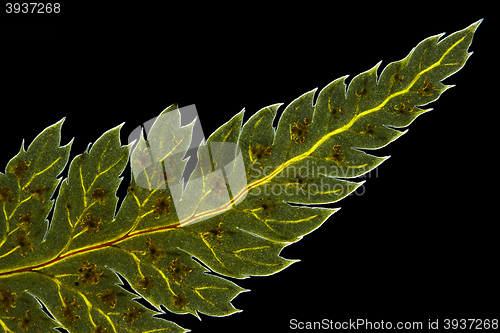 Image of Broad buckler fern (Dryopteris dilatata) leaf tip